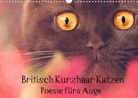 Britisch Kurzhaar Katzen - Poesie fürs Auge (Wandkalender 2022 DIN A3 quer)