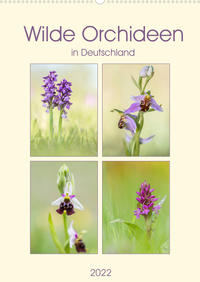 Wilde Orchideen in Deutschland 2022 (Wandkalender 2022 DIN A2 hoch)
