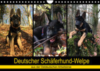 Deutscher Schäferhund-Welpe - aus der Ostdeutschen Arbeitslinie (Wandkalender 2022 DIN A4 quer)