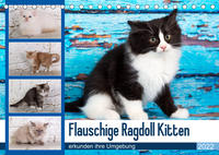 Flauschige Ragdoll Kitten (Tischkalender 2022 DIN A5 quer)