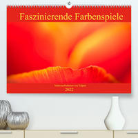 Faszinierende Farbenspiele - Makroaufnahmen von Tulpen (Premium, hochwertiger DIN A2 Wandkalender 2022, Kunstdruck in Hochglanz)