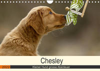 Chesley Kleiner Hund grosse Abenteuer (Wandkalender 2022 DIN A4 quer)