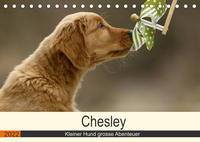 Chesley Kleiner Hund grosse Abenteuer (Tischkalender 2022 DIN A5 quer)