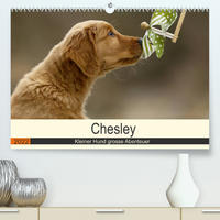 Chesley Kleiner Hund grosse Abenteuer (Premium, hochwertiger DIN A2 Wandkalender 2022, Kunstdruck in Hochglanz)