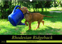 Rhodesian Ridgeback - Schnappschüsse - (Wandkalender 2022 DIN A3 quer)