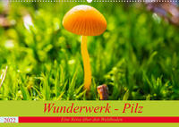 Wunderwerk - Pilz Eine Reise über den Waldboden (Wandkalender 2022 DIN A2 quer)