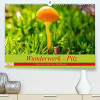 Wunderwerk - Pilz Eine Reise über den Waldboden (Premium, hochwertiger DIN A2 Wandkalender 2022, Kunstdruck in Hochglanz)