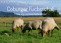 Coburger Fuchsschaf (Tischkalender 2022 DIN A5 quer)