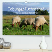 Coburger Fuchsschaf (Premium, hochwertiger DIN A2 Wandkalender 2022, Kunstdruck in Hochglanz)