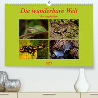 Die wunderbare Welt der Amphibien (Premium, hochwertiger DIN A2 Wandkalender 2023, Kunstdruck in Hochglanz)