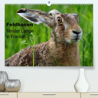 Feldhasen - Meister Lampe in Franken (Premium, hochwertiger DIN A2 Wandkalender 2023, Kunstdruck in Hochglanz)