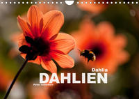 Dahlia - Dahlien (Wandkalender 2023 DIN A4 quer)