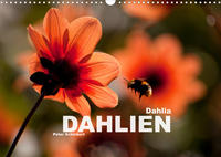 Dahlia - Dahlien (Wandkalender 2023 DIN A3 quer)