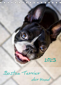 Boston Terrier der Hund 2023 (Tischkalender 2023 DIN A5 hoch)