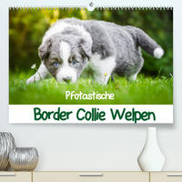 Pfotastische Border Collie Welpen (Premium, hochwertiger DIN A2 Wandkalender 2023, Kunstdruck in Hochglanz)