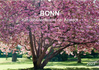 Bonn - Kirschblütenfest in der Altstadt (Wandkalender 2023 DIN A2 quer)