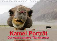 Kamel Porträt (Wandkalender 2023 DIN A4 quer)