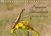 Faszination Gottesanbeterin - Die Welt der Mantis (Tischkalender 2023 DIN A5 quer)