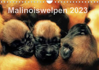 Malinoiswelpen 2023 (Wandkalender 2023 DIN A4 quer)