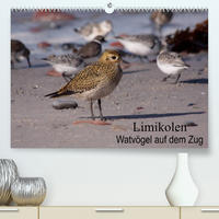 Limikolen Watvögel auf dem Zug (Premium, hochwertiger DIN A2 Wandkalender 2023, Kunstdruck in Hochglanz)