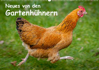 Neues von den Gartenhühnern (Wandkalender 2023 DIN A2 quer)