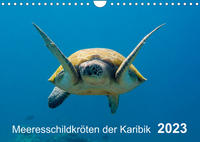 Meeresschildkröten der Karibik (Wandkalender 2023 DIN A4 quer)