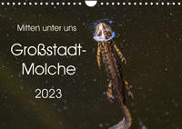 Mitten unter uns - Großstadt-Molche (Wandkalender 2023 DIN A4 quer)