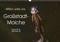 Mitten unter uns - Großstadt-Molche (Wandkalender 2023 DIN A3 quer)