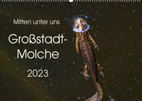 Mitten unter uns - Großstadt-Molche (Wandkalender 2023 DIN A2 quer)