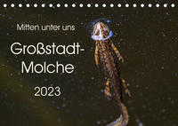 Mitten unter uns - Großstadt-Molche (Tischkalender 2023 DIN A5 quer)