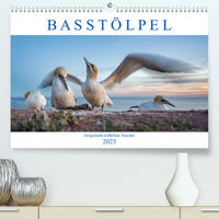 Basstölpel - Helgolands tollkühne Taucher (Premium, hochwertiger DIN A2 Wandkalender 2023, Kunstdruck in Hochglanz)