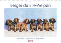 Berger de Brie - Welpen (Wandkalender 2023 DIN A3 quer)
