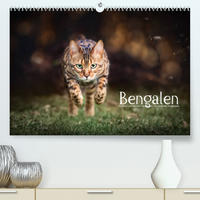 Bengalen Outdoor und Action (Premium, hochwertiger DIN A2 Wandkalender 2023, Kunstdruck in Hochglanz)