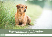 Faszination Labrador - gelb, foxred, schwarz (Wandkalender 2023 DIN A3 quer)