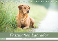 Faszination Labrador - gelb, foxred, schwarz (Tischkalender 2023 DIN A5 quer)