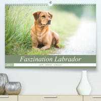 Faszination Labrador - gelb, foxred, schwarz (Premium, hochwertiger DIN A2 Wandkalender 2023, Kunstdruck in Hochglanz)