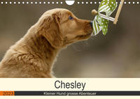 Chesley Kleiner Hund grosse Abenteuer (Wandkalender 2023 DIN A4 quer)