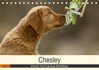 Chesley Kleiner Hund grosse Abenteuer (Tischkalender 2023 DIN A5 quer)