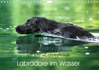 Labradore im Wasser (Wandkalender 2023 DIN A4 quer)