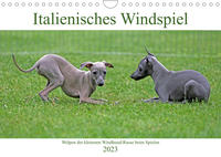 Italienisches Windspiel (Wandkalender 2023 DIN A4 quer)