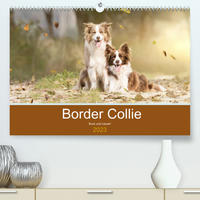 Border Collie - Bunt und clever! (Premium, hochwertiger DIN A2 Wandkalender 2023, Kunstdruck in Hochglanz)