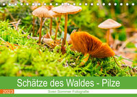 Schätze des Waldes - Pilze (Tischkalender 2023 DIN A5 quer)