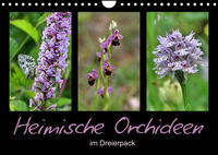 Heimische Orchideen im Dreierpack (Wandkalender 2023 DIN A4 quer)