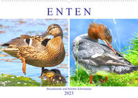 Enten. Bezaubernde und beliebte Schwimmer (Wandkalender 2023 DIN A2 quer)
