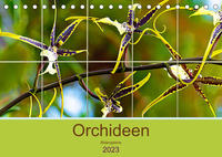 Orchideen Bildergalerie (Tischkalender 2023 DIN A5 quer)