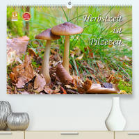 Herbstzeit ist Pilzezeit (Premium, hochwertiger DIN A2 Wandkalender 2023, Kunstdruck in Hochglanz)