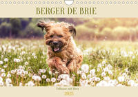 Berger de Brie - Fellnase mit Herz (Wandkalender 2023 DIN A4 quer)