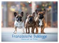 Französische Bulldogge - Clowns auf vier Pfoten (Wandkalender 2024 DIN A3 quer), CALVENDO Monatskalender