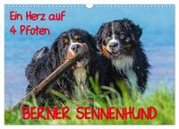 Ein Herz auf 4 Pfoten - Berner Sennenhund (Wandkalender 2024 DIN A3 quer), CALVENDO Monatskalender