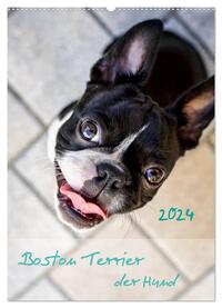 Boston Terrier der Hund 2024 (Wandkalender 2024 DIN A2 hoch), CALVENDO Monatskalender